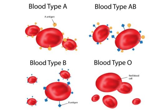 Study Suggests Blood Type Can Be Tied To Increased Risk For Certain ...