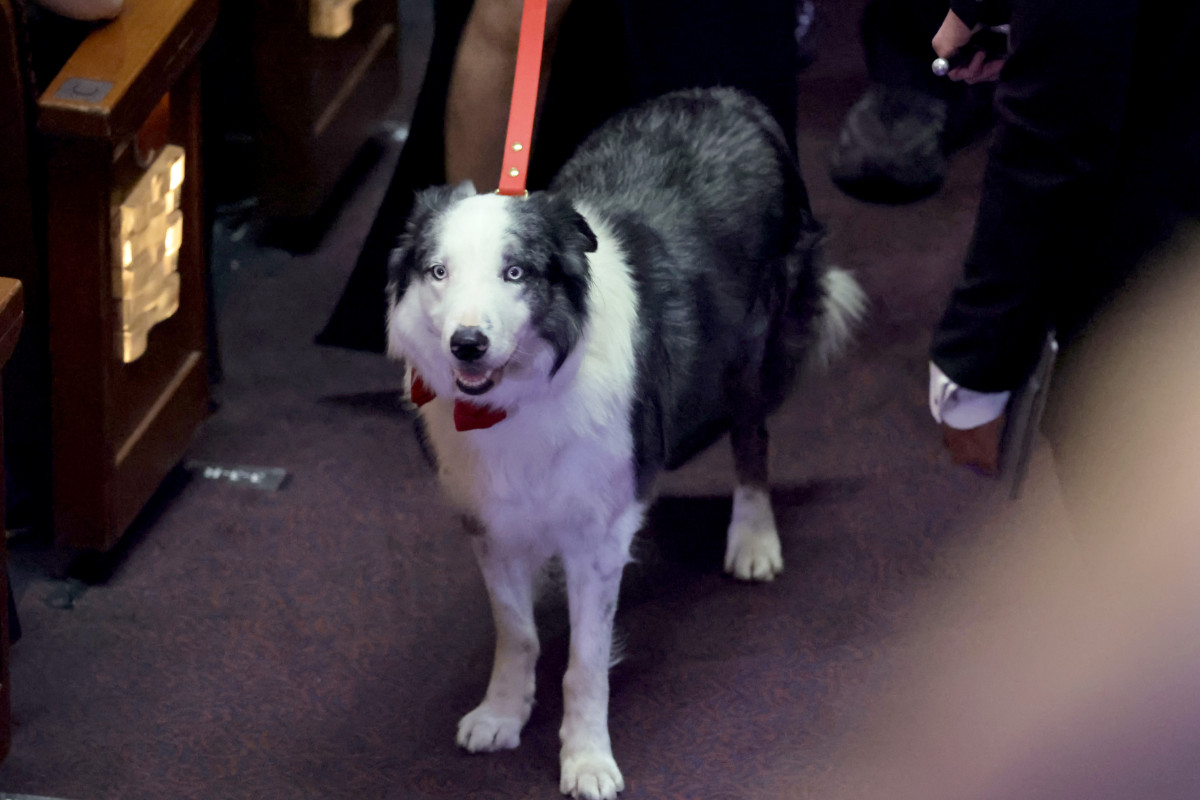 Messi the Dog Filmed 'Clapping' at 2024 Oscars Ceremony