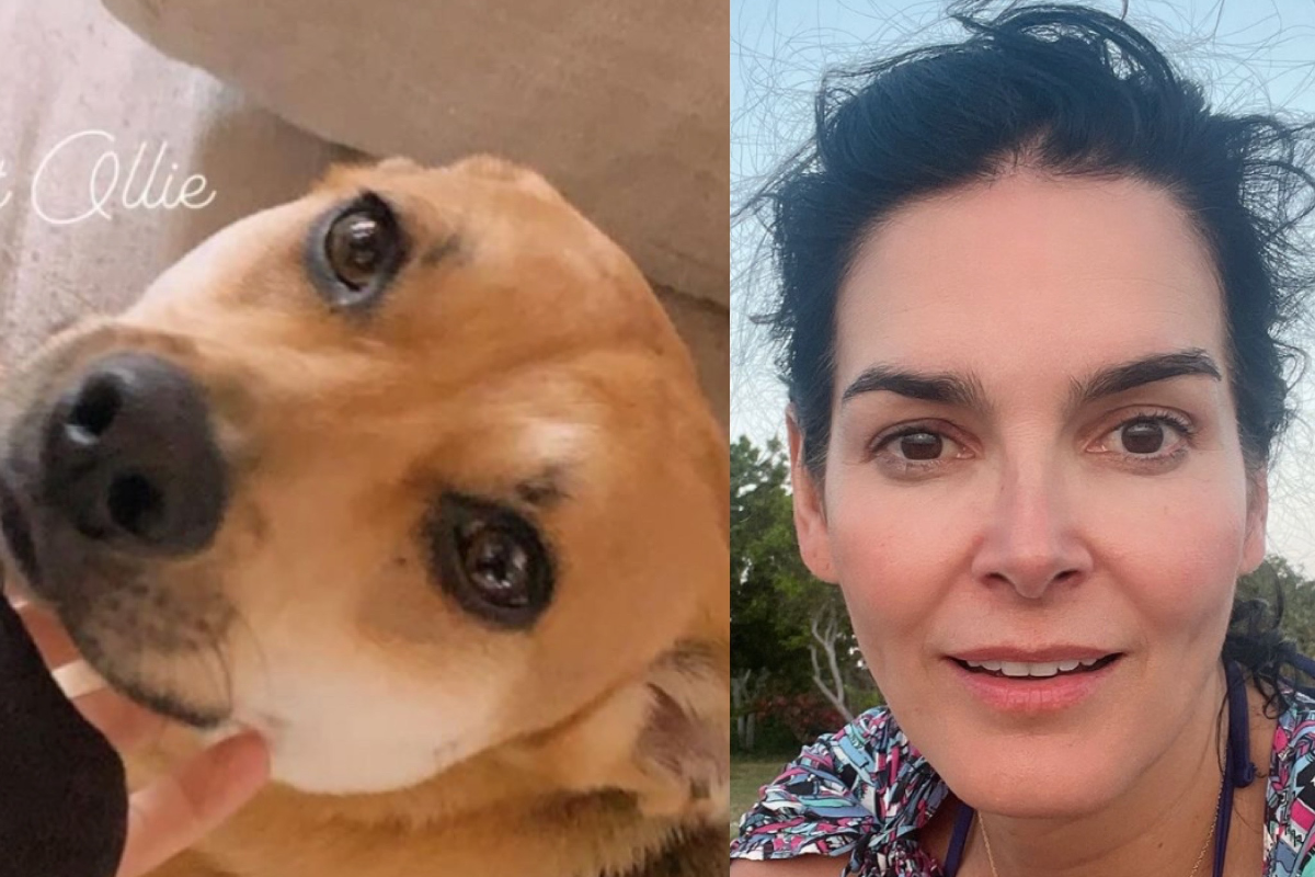 law-order-star-angie-harmon-claims-delivery-driver-shot-and-killed-her-precious-dog