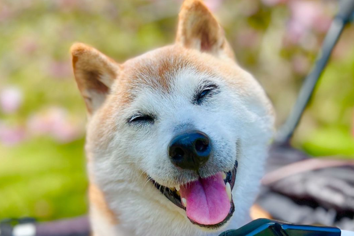 kabosu-beloved-dog-behind-popular-doge-meme-dies-at-18