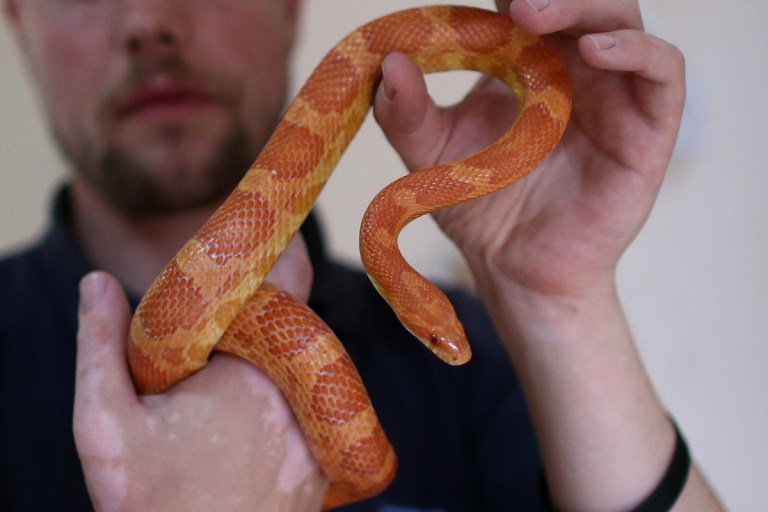 Nyc Man Bitten By Snake After Finding It In Bathtub