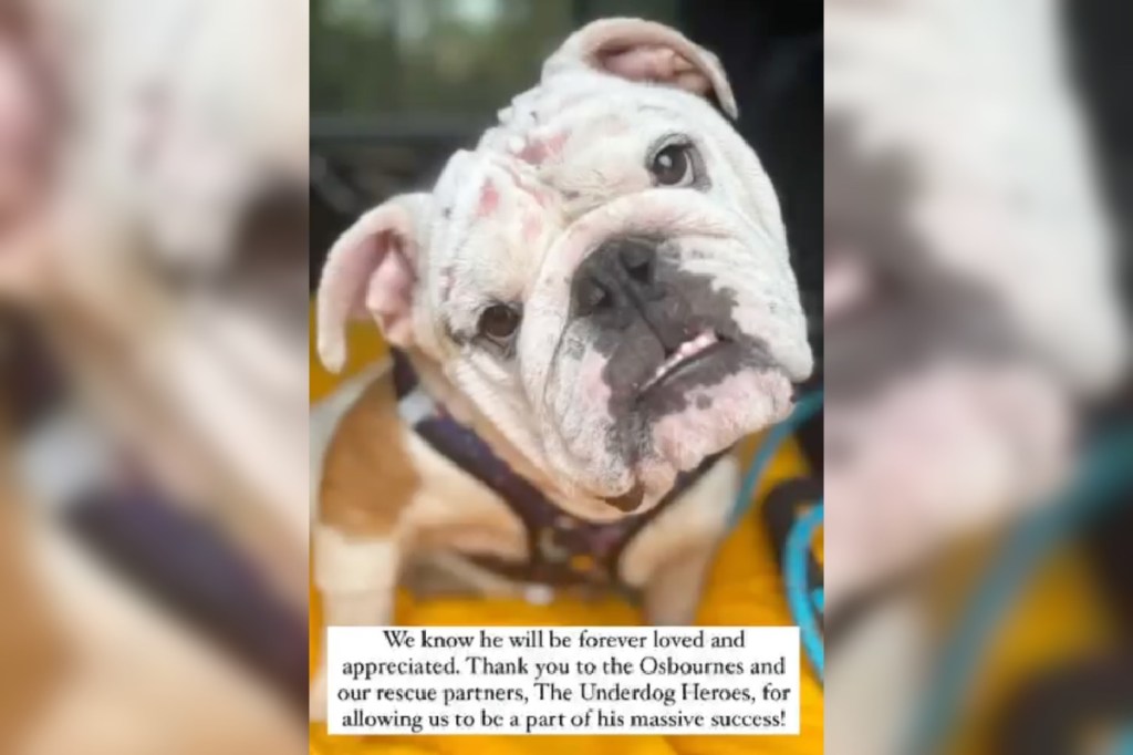 ozzy-osbourne-and-family-adopt-severely-burned-bulldog-set-on-fire-by-previous-owners