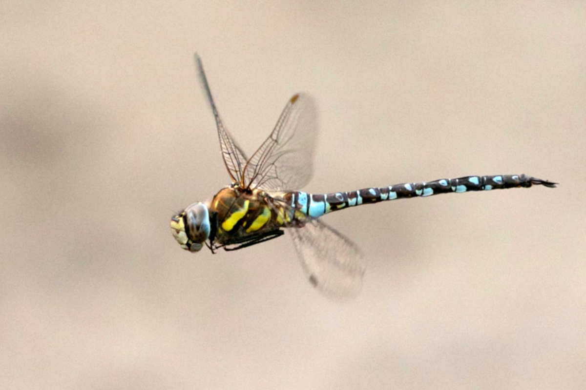 beach-taken-over-by-apocalyptic-cloud-of-dragonflies-in-crazy-video