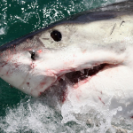 four-people-injured-in-multiple-fourth-of-july-shark-attacks