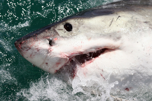 four-people-injured-in-multiple-fourth-of-july-shark-attacks