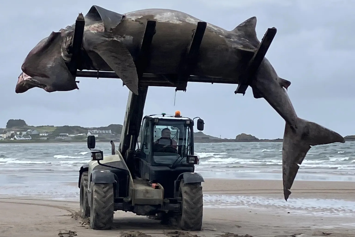 gigantic-24-foot-shark-washes-ashore-on-beach-carcass-removed-with-forklift
