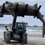 gigantic-24-foot-shark-washes-ashore-on-beach-carcass-removed-with-forklift