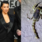 kourtney-kardashian-stung-by-scorpion-hiding-in-her-bathing-suit-bottoms