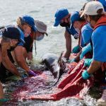 over-100-dolphins-rescued-after-historic-mass-stranding-event-around-cape-cod