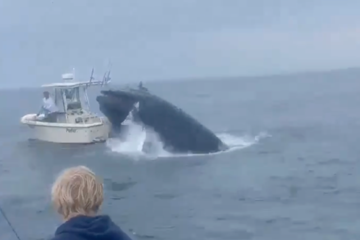 whale-capsizes-boat-in-new-hampshire-waters-in-crazy-video
