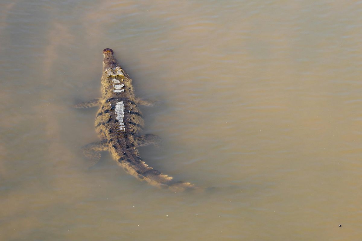 father-of-3-killed-by-16-foot-crocodile-after-saving-wifes-life