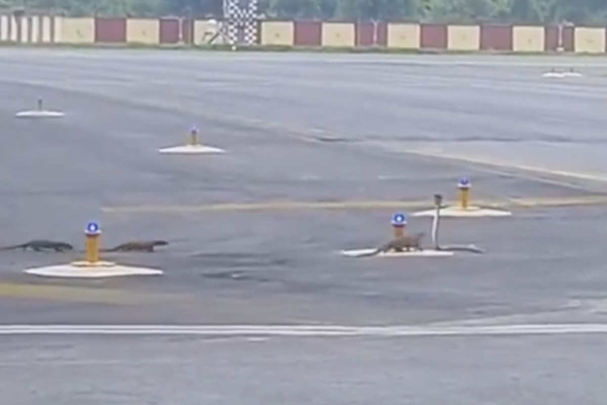 flight-delayed-by-cobra-fighting-mongoose-on-airplane-runway-in-unbelievable-video