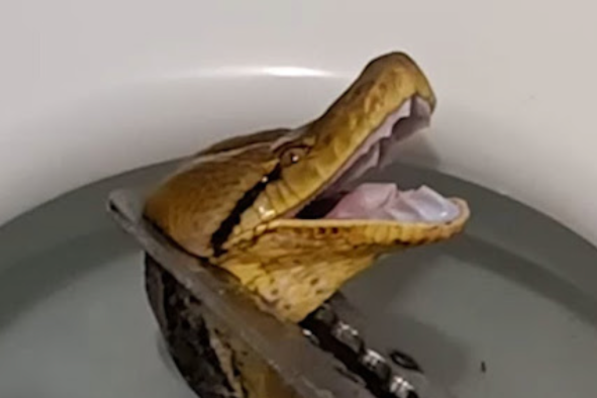 man-says-massive-python-bit-his-balls-while-he-was-sitting-on-toilet-in-wild-video