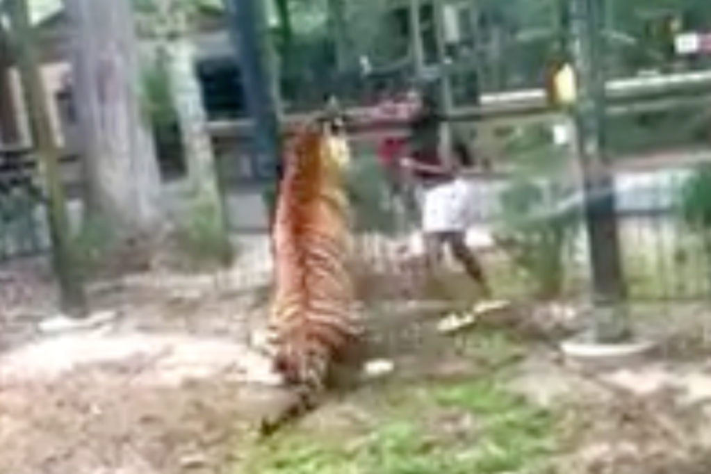 police-searching-for-woman-who-jumped-fence-at-zoo-to-pet-500-lb-bengal-tiger