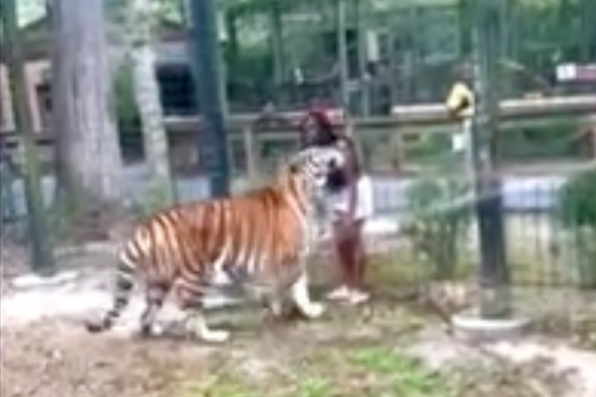 police-searching-for-woman-who-jumped-fence-at-zoo-to-pet-500-lb-bengal-tiger