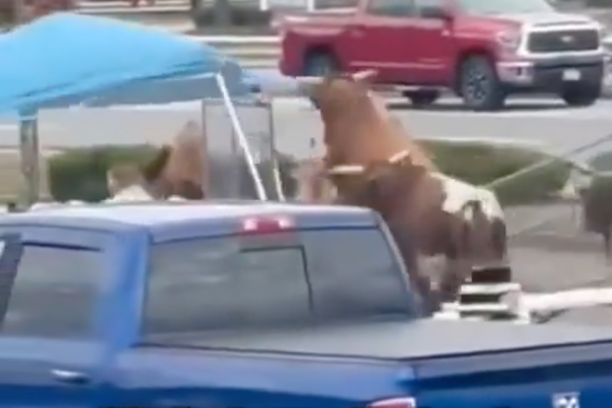 bulls-escape-popular-rodeo-stampede-through-parking-lot-in-wild-video