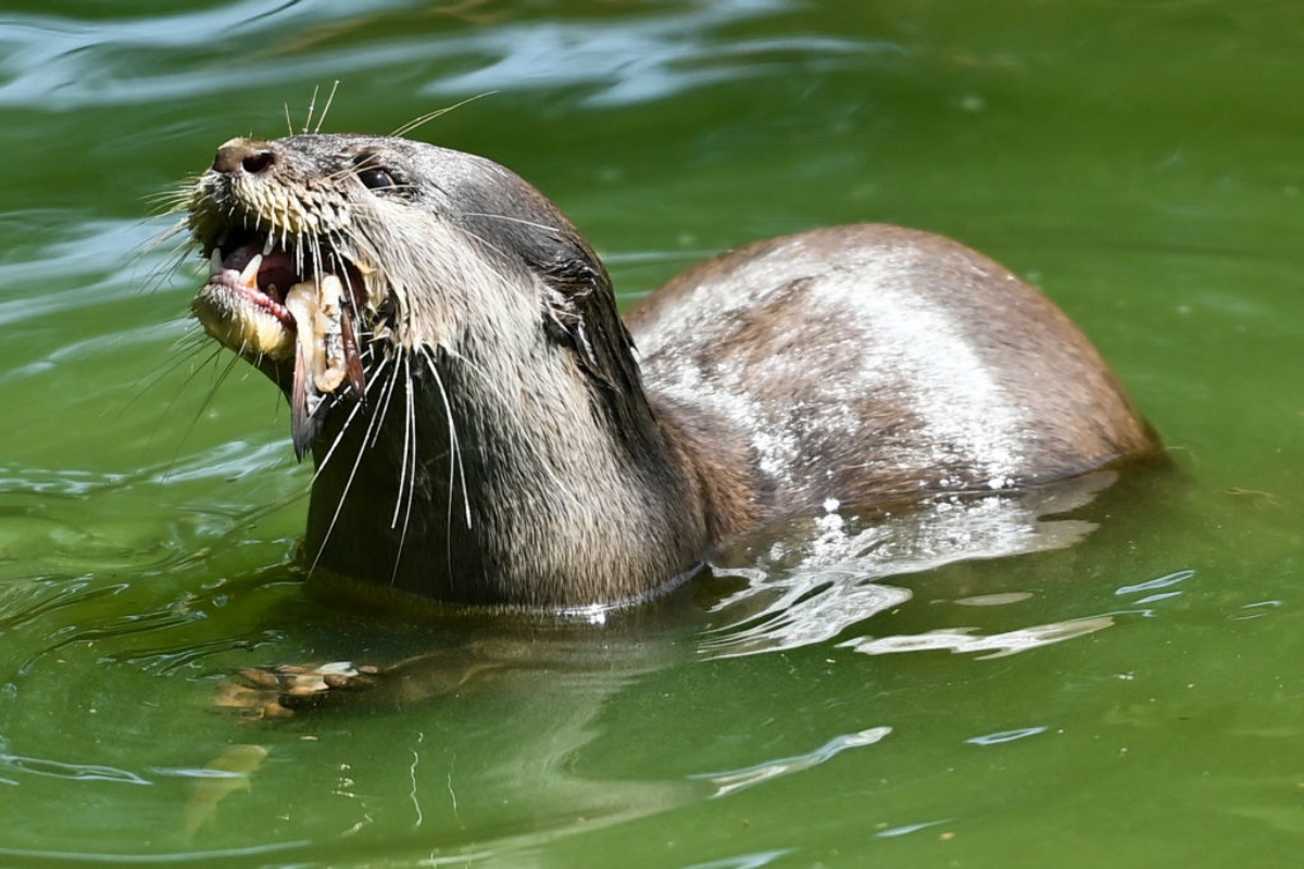 deranged-river-otter-almost-drowns-child-after-dragging-them-underwater