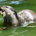 deranged-river-otter-almost-drowns-child-after-dragging-them-underwater