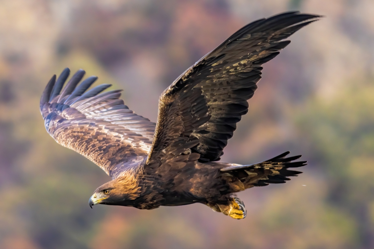 golden-eagle-attacks-wounds-baby-girl-and-3-others