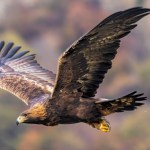 golden-eagle-attacks-wounds-baby-girl-and-3-others