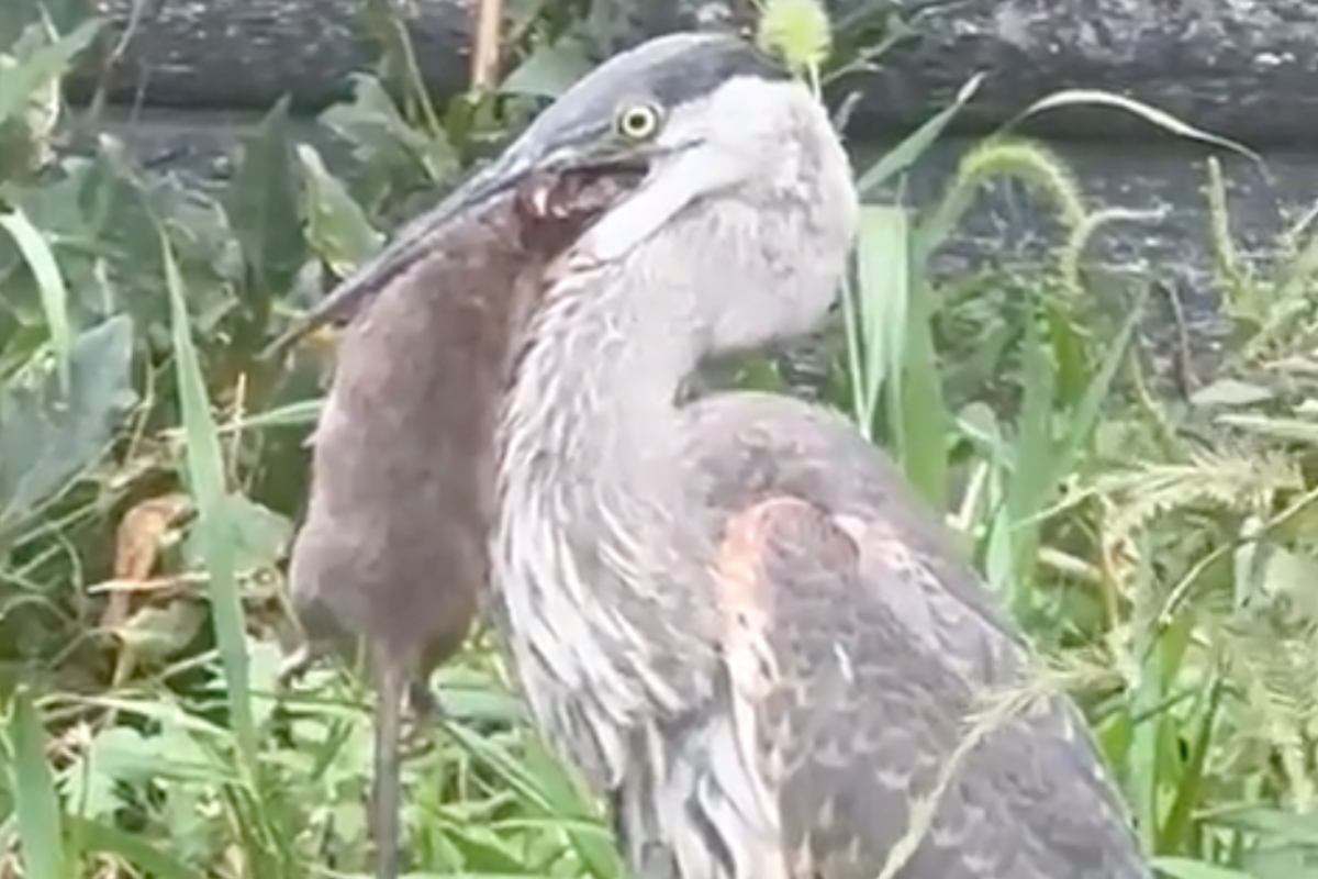 great-blue-heron-swallows-nyc-rat-whole-in-shocking-video