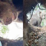 influencer-comes-face-to-face-with-bear-almost-eaten-while-filming-himself-inside-den