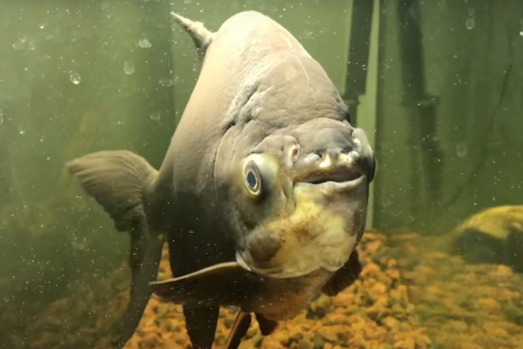 invasive-nightmare-fish-with-human-teeth-discovered-by-angler-in-rec-area-lake