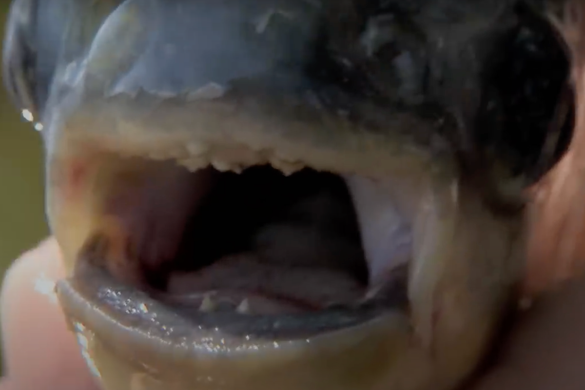 invasive-nightmare-fish-with-human-teeth-discovered-by-angler-in-rec-area-lake