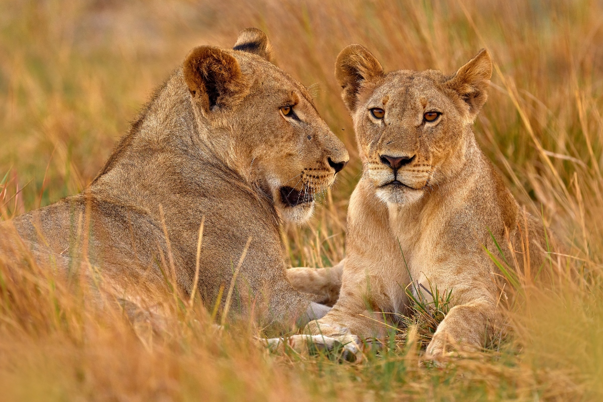 lion-mauls-zookeeper-to-death-during-feeding-after-safety-protection-gate-left-open