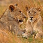 lion-mauls-zookeeper-to-death-during-feeding-after-safety-protection-gate-left-open