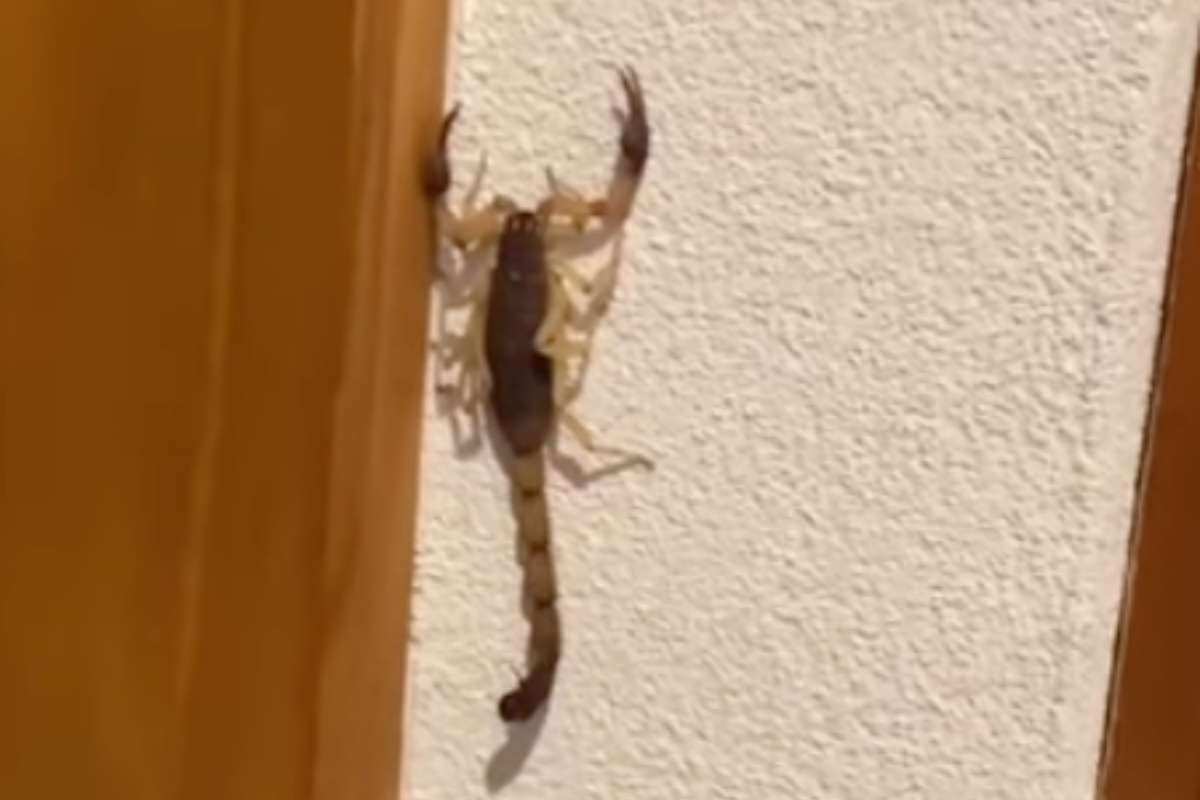 man-claims-scorpion-stung-him-in-testicles-at-las-vegas-hotel-ruined-his-romantic-life