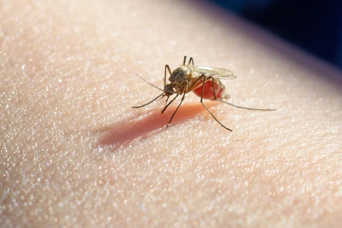 man-fighting-for-life-after-getting-3-mosquito-viruses-from-one-bite