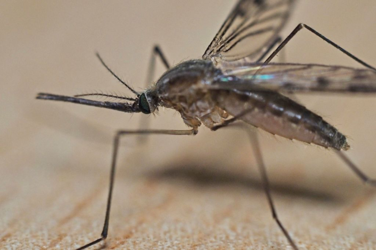 massive-swarm-of-mosquitoes-invade-cabin-of-plane-before-takeoff-in-nightmare-video