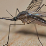 massive-swarm-of-mosquitoes-invade-cabin-of-plane-before-takeoff-in-nightmare-video