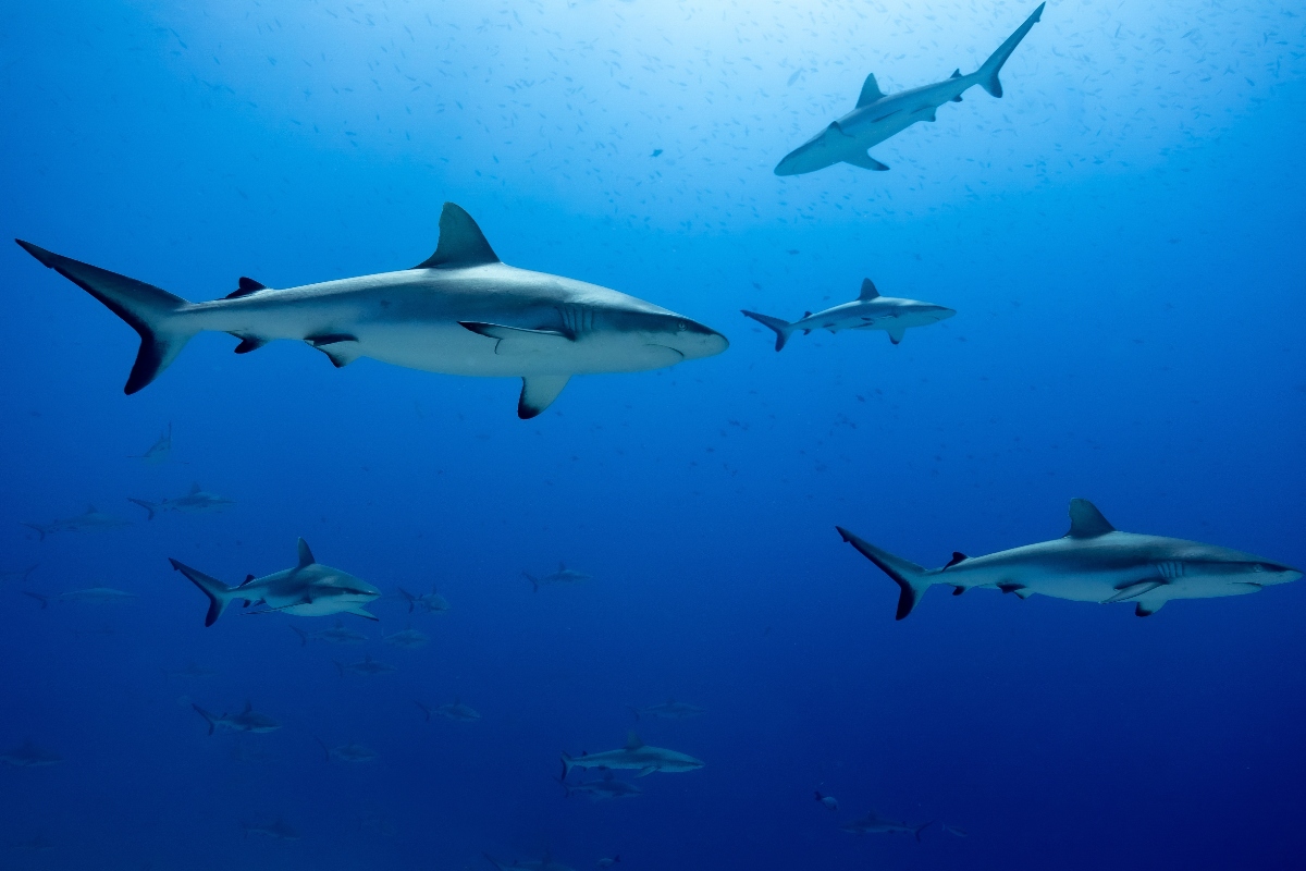 shark-bites-fishermans-arm-after-he-reeled-it-in-tried-to-unhook-it