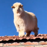 shocked-homeowner-finds-flock-of-sheep-on-her-roof-in-crazy-photos