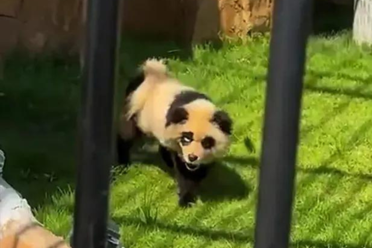 zoo-sparks-outrage-after-putting-painted-dogs-in-panda-exhibit