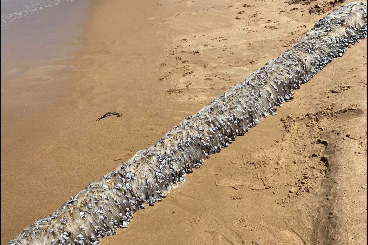 beachgoers-horrified-by-alien-creature-that-washed-ashore-in-freaky-photos