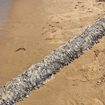 beachgoers-horrified-by-alien-creature-that-washed-ashore-in-freaky-photos