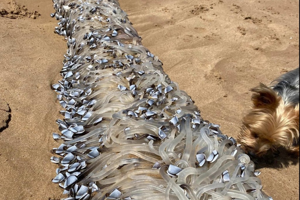 beachgoers-horrified-by-alien-creature-that-washed-ashore-in-freaky-photos