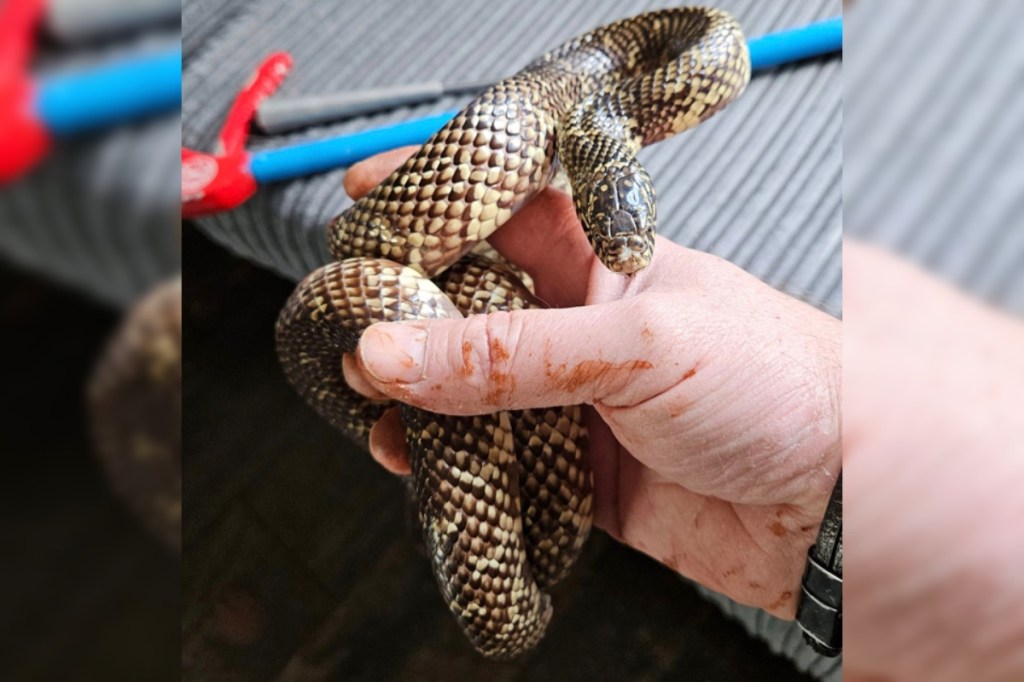 family-horrified-as-large-snake-crawls-out-of-couch-while-they-watched-tv