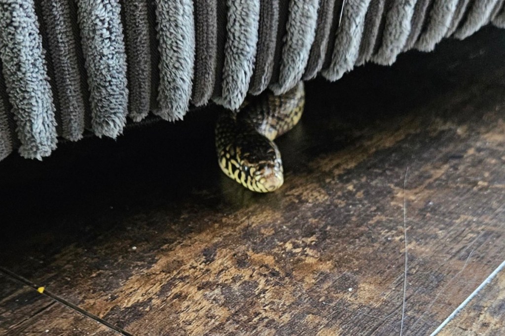 family-horrified-as-large-snake-crawls-out-of-couch-while-they-watched-tv