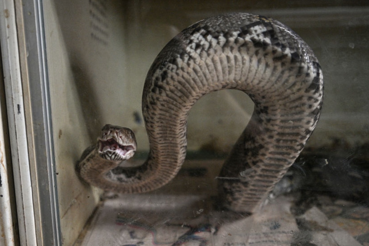 family-horrified-as-large-snake-crawls-out-of-couch-while-they-watched-tv