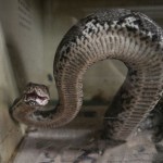 family-horrified-as-large-snake-crawls-out-of-couch-while-they-watched-tv