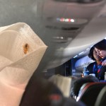 first-class-passenger-finds-bed-bug-climbing-up-leg-during-nightmare-flight