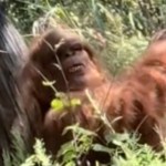 man-experiences-scariest-moment-of-his-life-with-bigfoot-encounter-in-wild-video