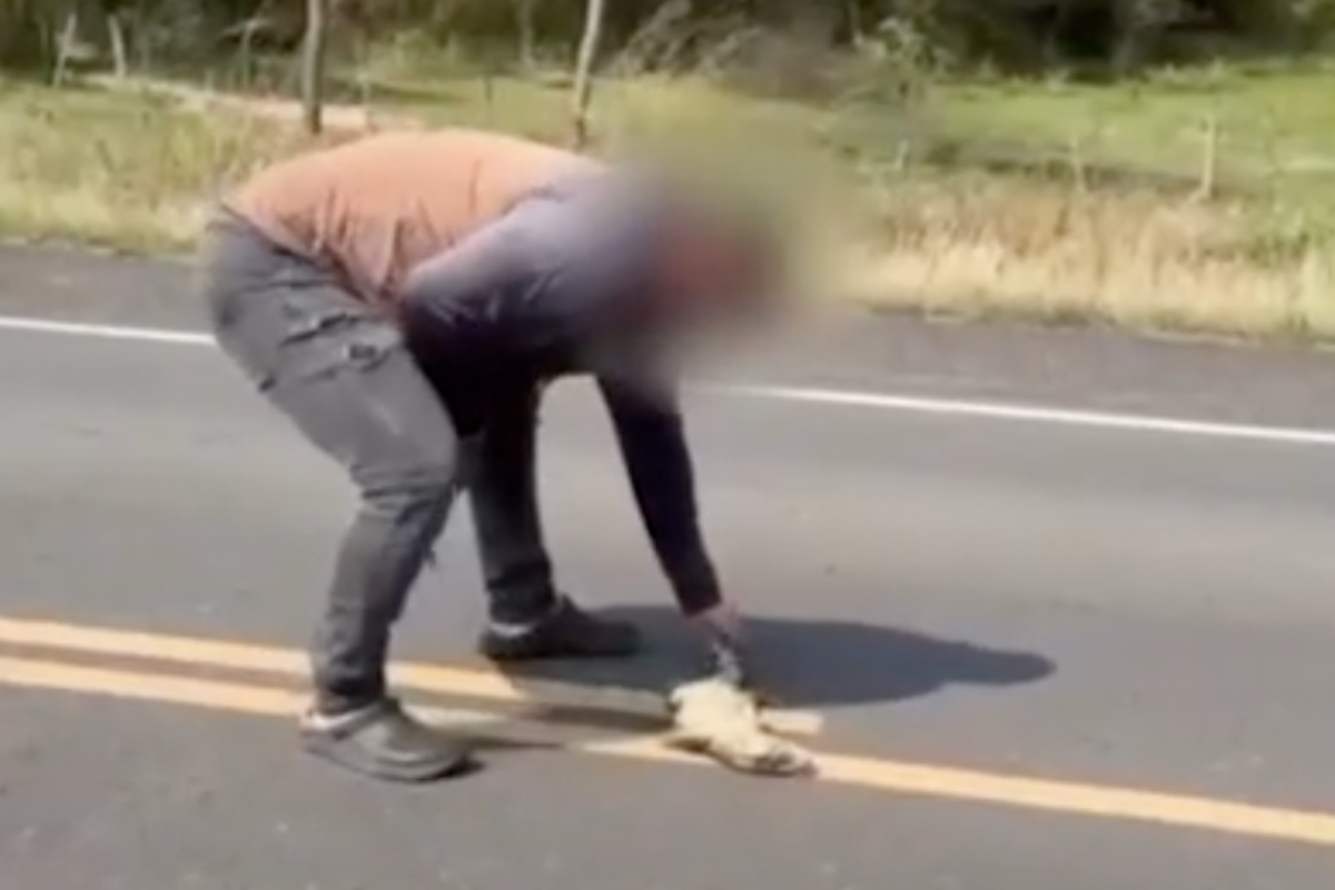 man-hit-by-car-while-rescuing-giant-lizard-from-road-in-horrifying-video