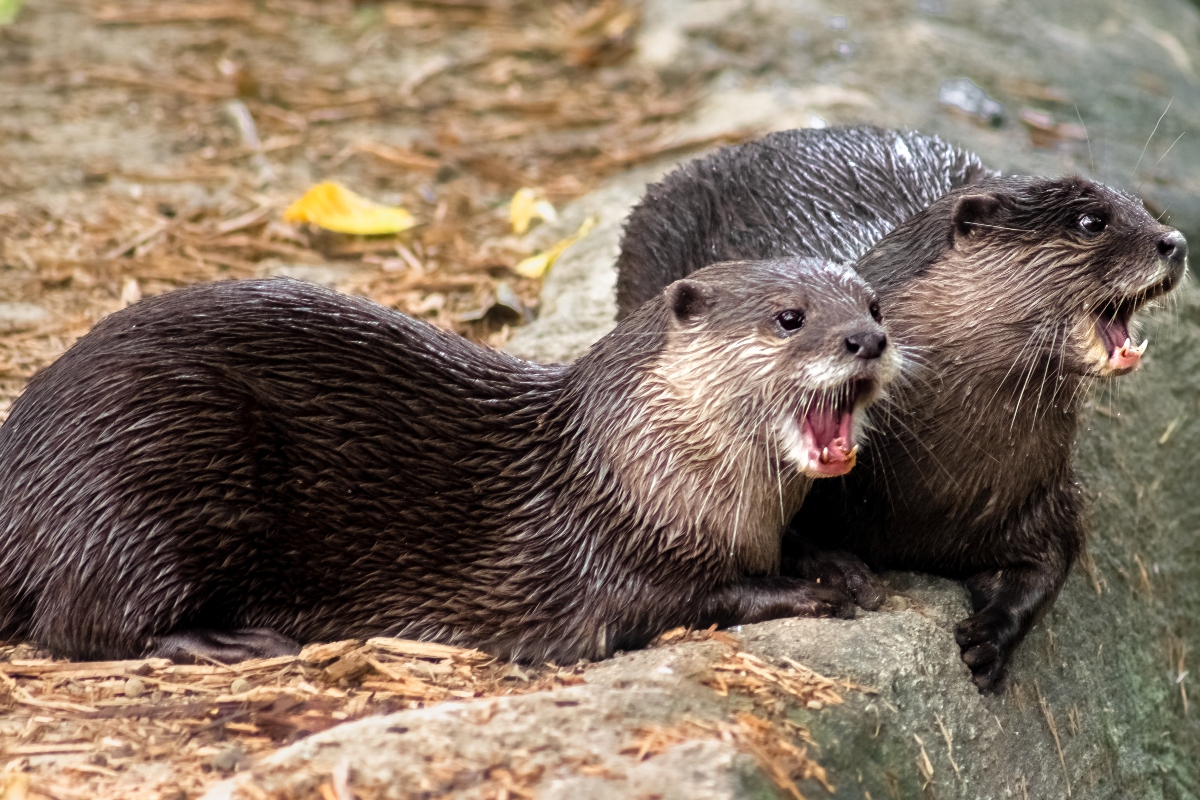 otter-attacks-child-chases-family-away-crazy-video