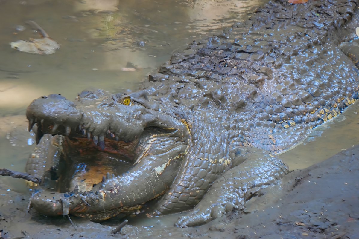 model-apologizes-after-filming-herself-feeding-chicken-to-wild-crocodile-for-clicks