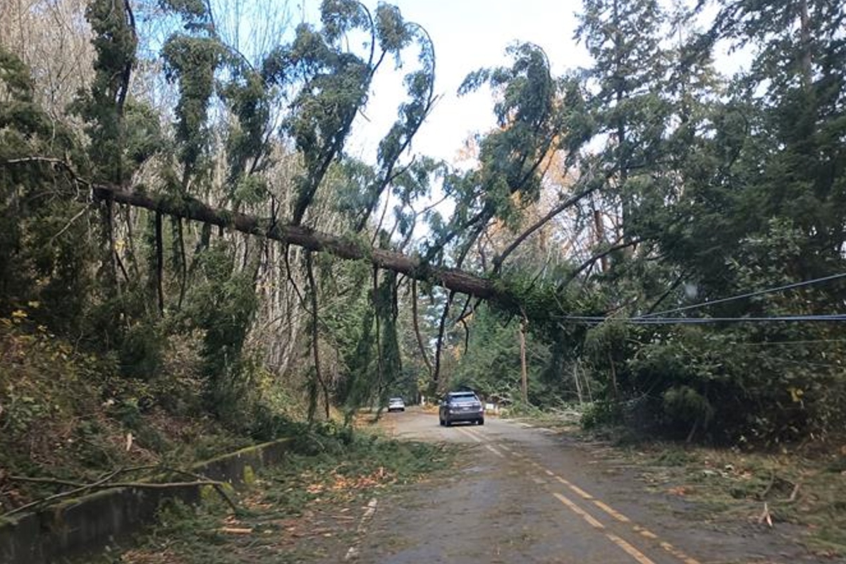 2-dead-over-700k-without-power-after-bomb-cyclone-hits-seattle-area